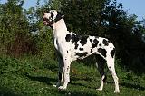 DOGUE ALLEMAND 357